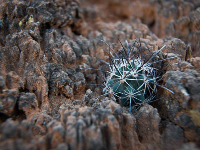 A cactus growing on/around biological soil crust