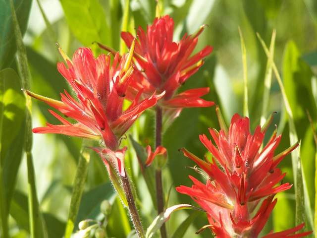 spring-flowers