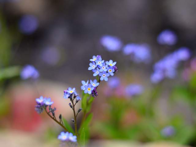 wildflowers