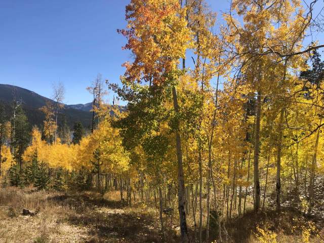 Autumn trees