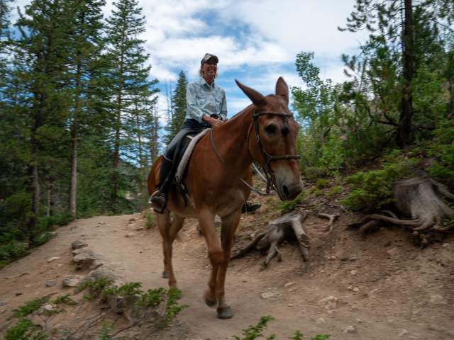 Riders on horses on RMNP trail