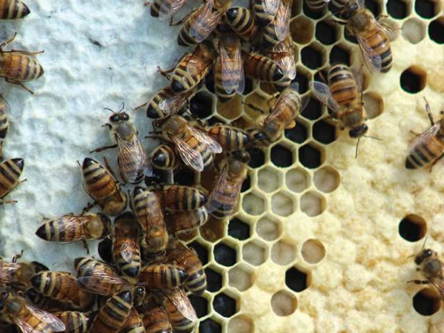 Honeybees on honeycombs