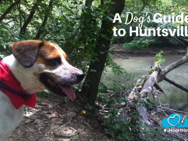 A Dog's Guide to Exploring Huntsville, Alabama