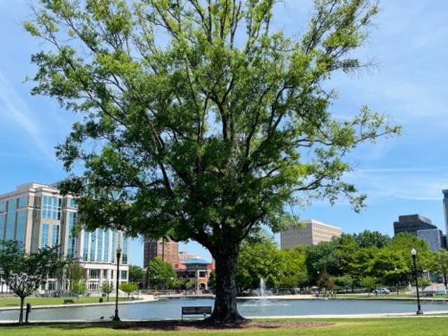 Big Tree in Big Spring Park