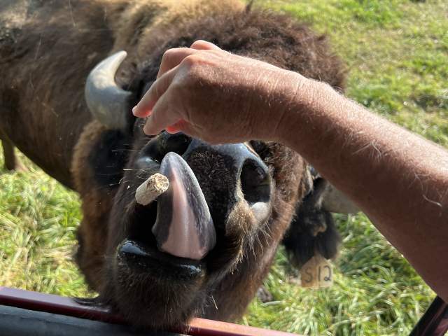 Bison licking treat in a person's hand at Cook's Bison Ranch