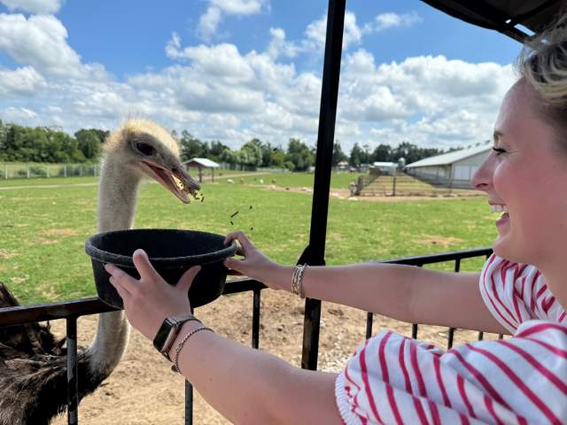 Woman Feeding an Ostrich at Dutch Creek Farm Animal Park in Shipshewana