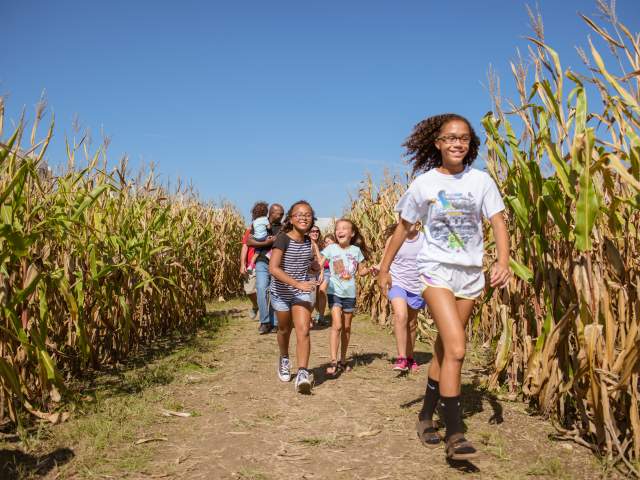Corn Maze - Festival Country