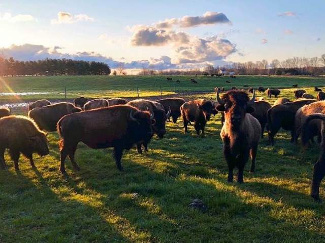 Wild Winds Buffalo Preserve