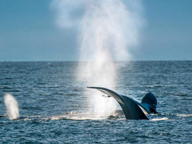 19LHE_WHALES-005.jpg