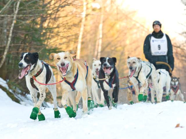 A team of dogs leads a contestant through the CopperDog150.