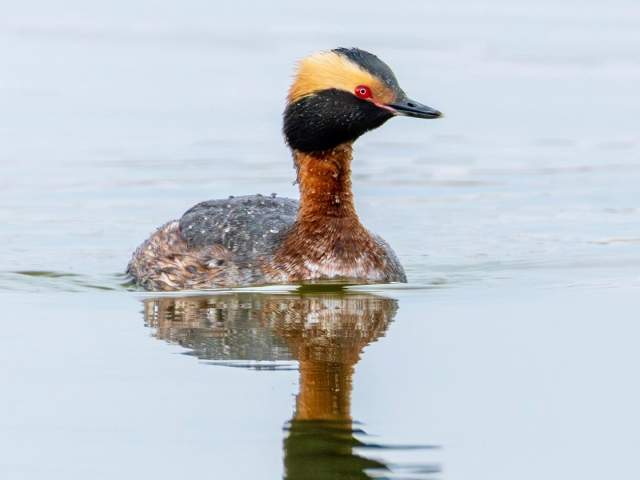 Birdwatching at Lagerman Reservoir