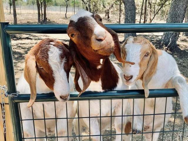 goats from imkarolguierfe
