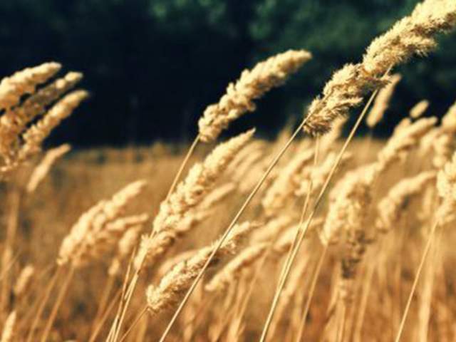 A field of corn