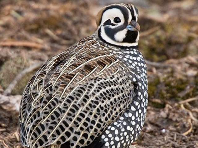 Birding