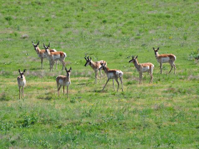 Group Of Antelope On A Prairie