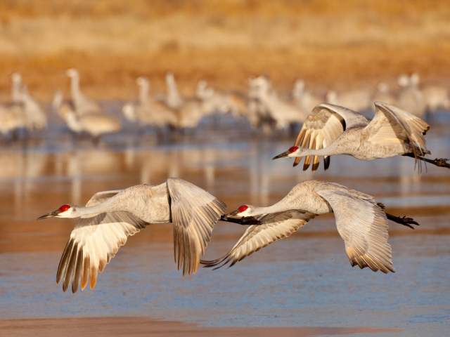 Bosque del Apache National Wildlife Refuge