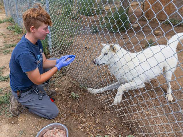 Wild Spirit Wolf Sanctuary