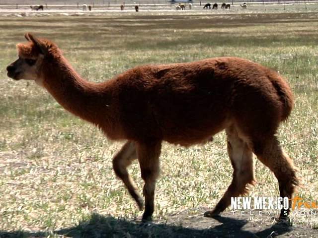 NM True TV Victory Ranch Alpacas