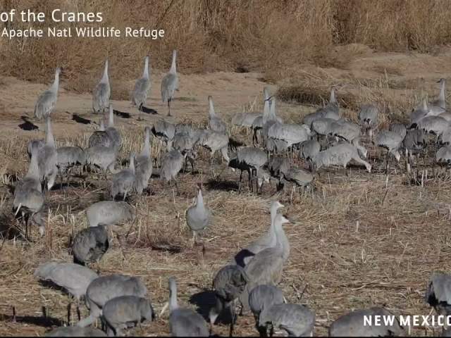FESTIVAL OF THE CRANES in 30 Seconds