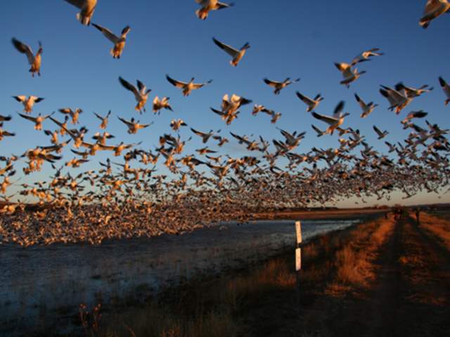 Taking Flight