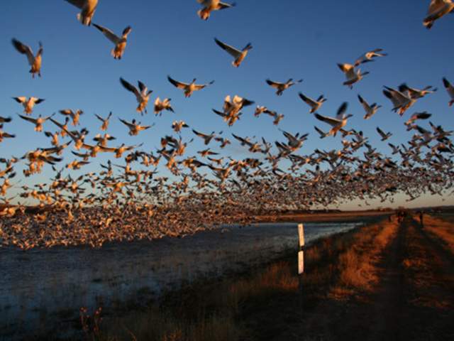 Birding