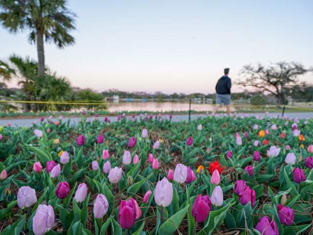 Big Lake at New Orleans City Park - Tulips at Sunset