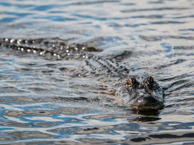 Jean Lafitte Swamp Tour