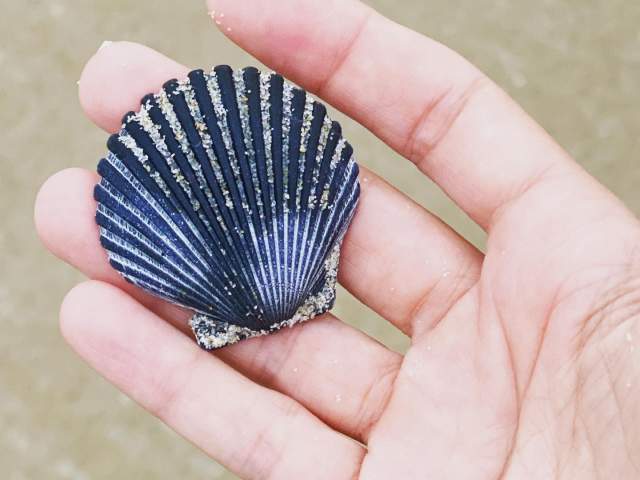 seashell