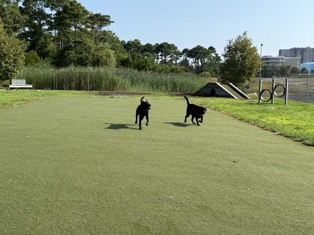 Dog Playground