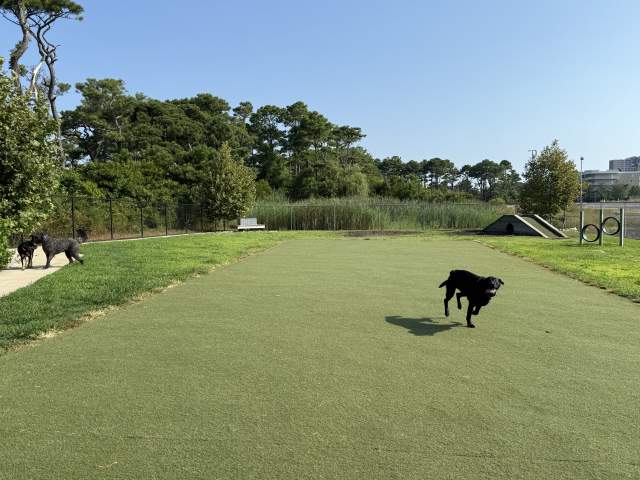 Ocean City Dog Playground