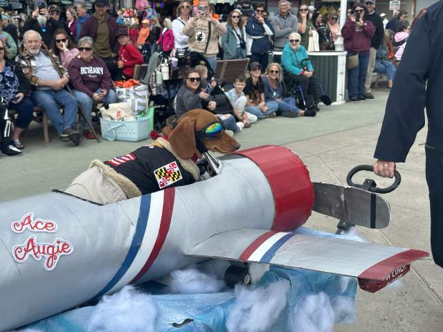 Sunfest Dogs