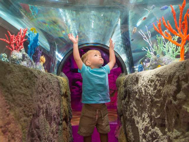 SEA LIFE Orlando Aquarium little boy with hands raised