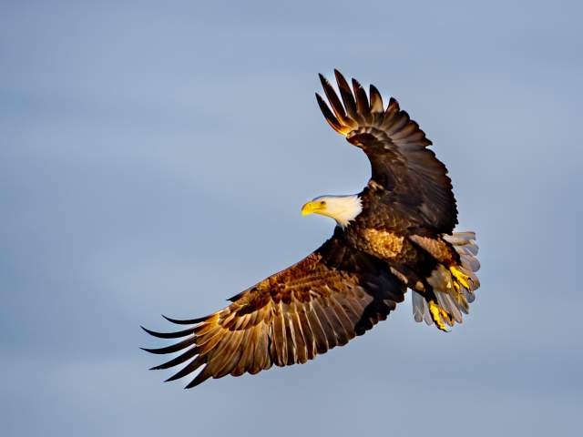 Boggy Creek Airboat Rides at Southport Park bald eagle
