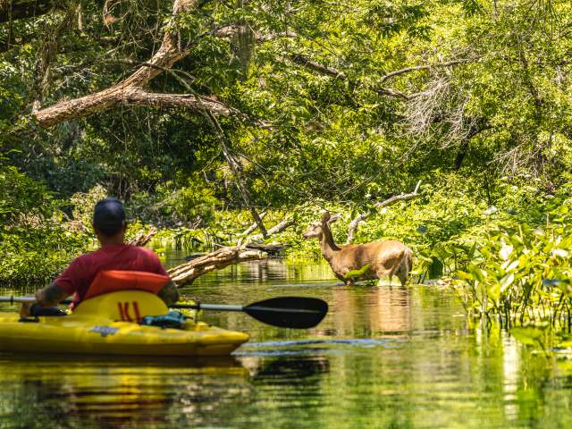 A man waits peacefully in his kayak, observing a deer in the water mere feet away at King's Landing