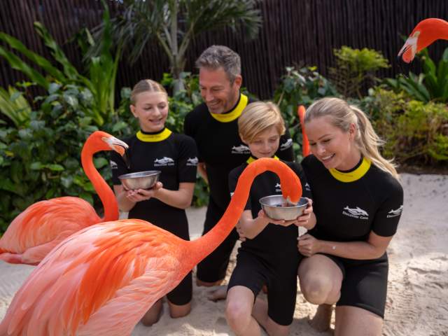 Family feeding flamingos.