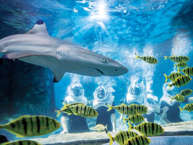 Discovery Cove shark in reef