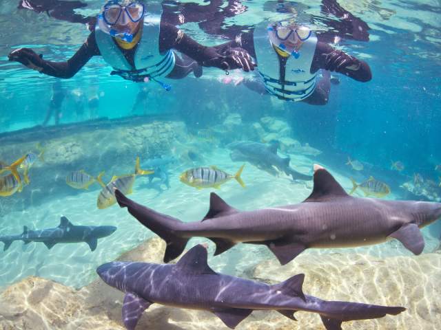 A family swimming with sharks at Discovery Cove®