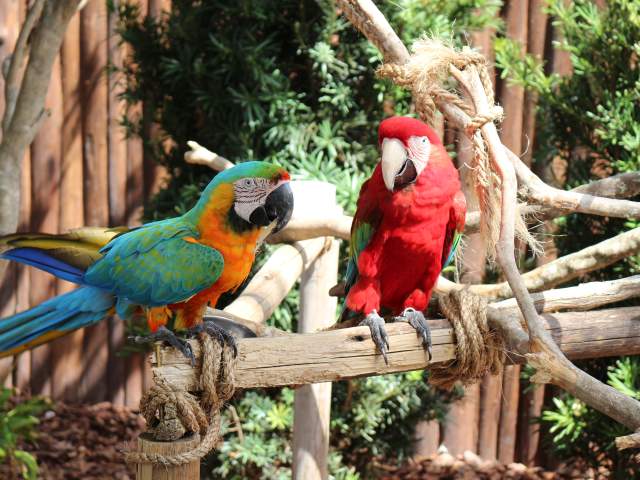 Fun Spot America parrots
