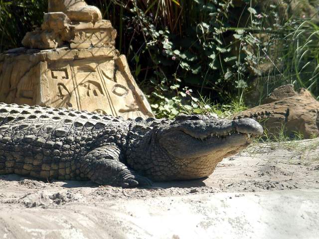 Gatorland alligator