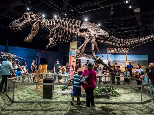 Orlando Science Center dino digs exhibit; Duke Energy Celebrate Science Night, photo by Roberto Gonzalez