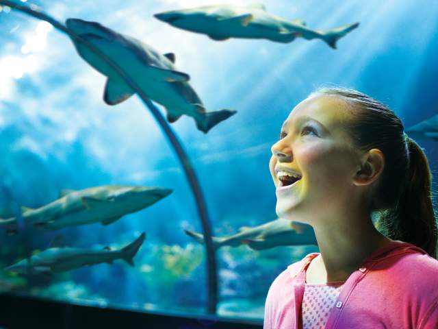 SeaWorld® Orlando girl shark encounter
