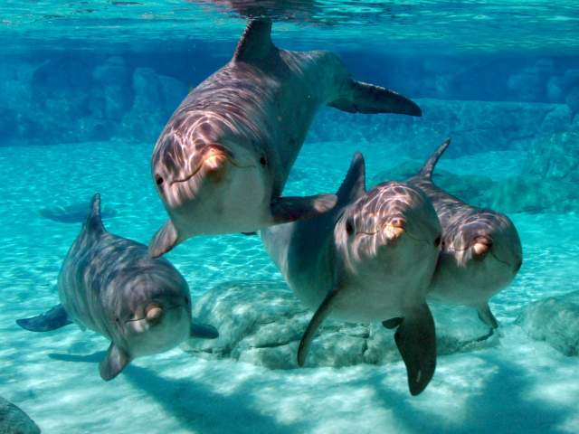 7023-landing-page-image-dolphins.jpg