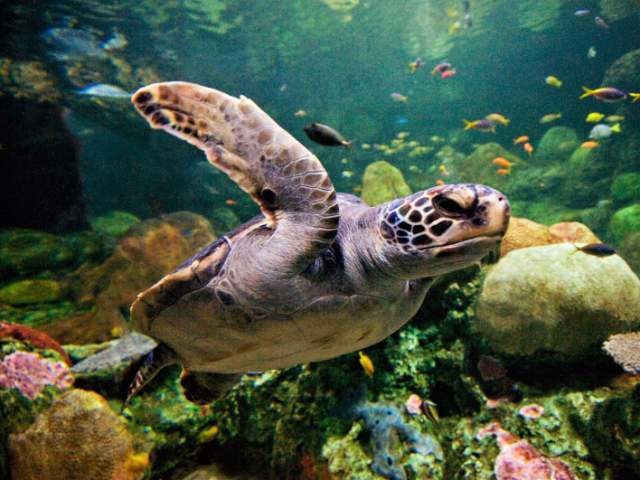 Turtle at Turtle Trek in SeaWorld® Orlando