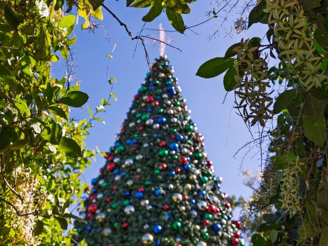 Christmas Tree in Downtown Winter Garden