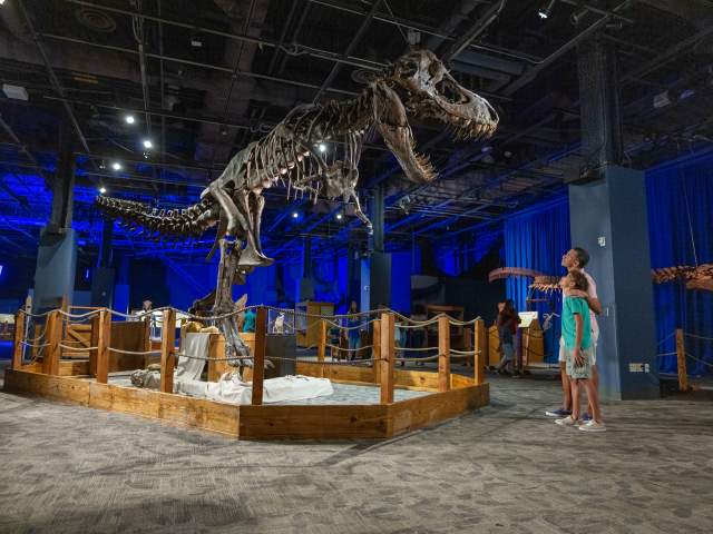 A father and son gaze up at a life-sized model of a Tyrannosaurus Rex skeleton at the Orlando Science Center. The father rests one hand on the son's shoulder.