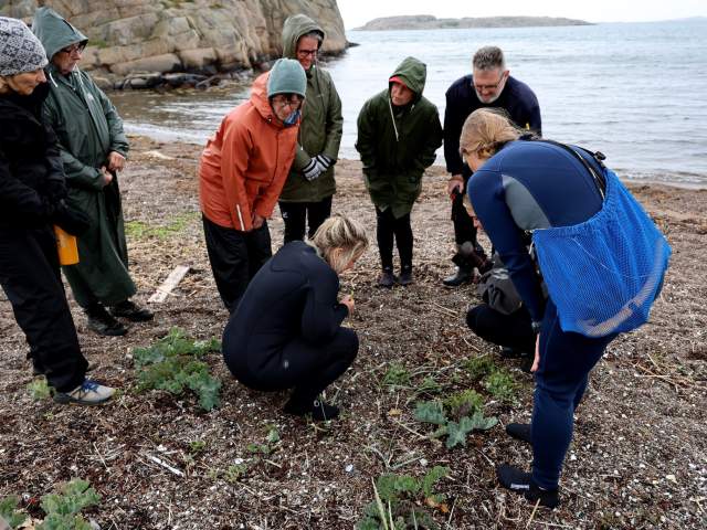 En gruppe mennesker finner spiselige vekster på stranden