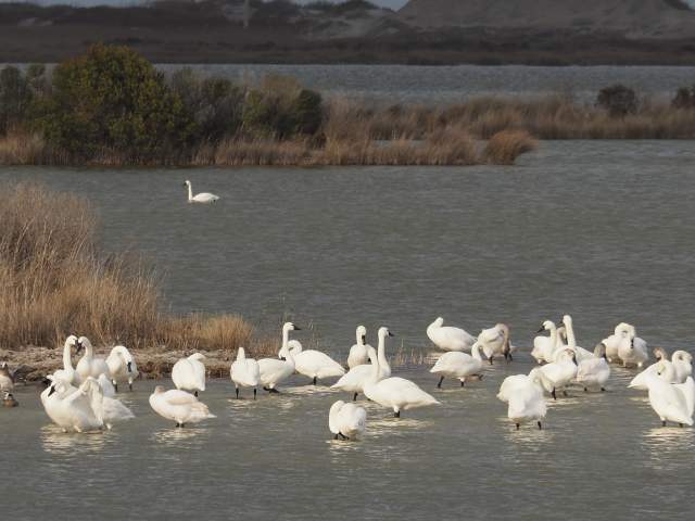 Fascinating OBX Year-Round Birding