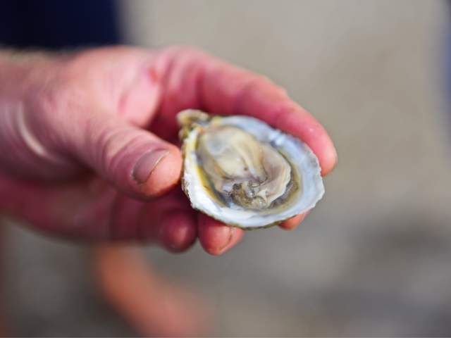 Farm to Table Dining on the Outer Banks