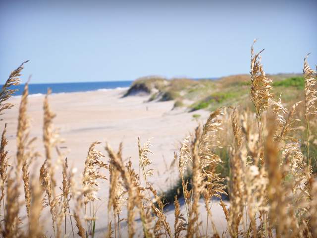 sea oats beach beauty shot
