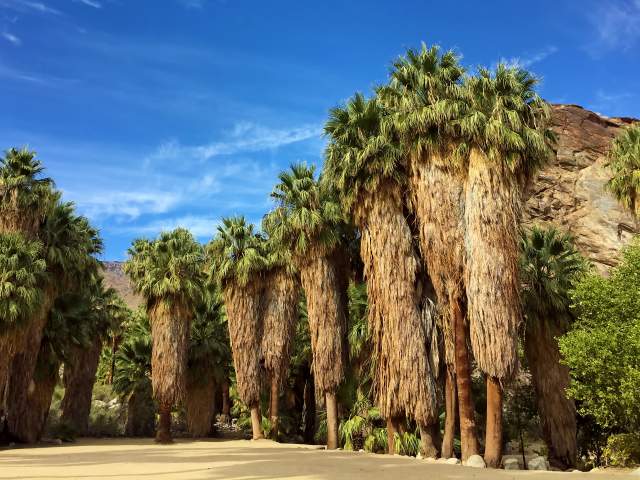 Cluster of palm trees in the Indian Canyons